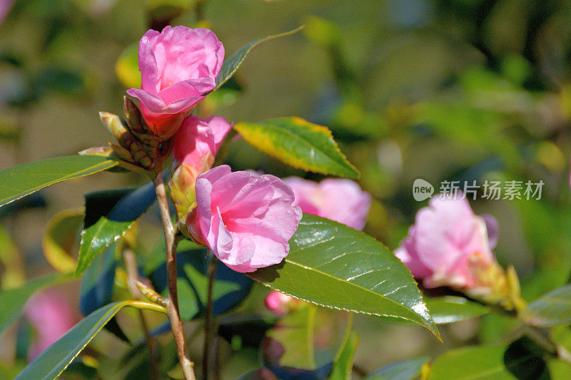 茶花/日本茶花